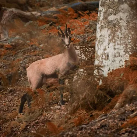 Haus Brigitta Apartman