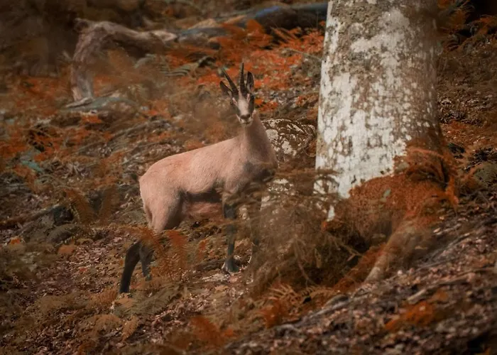 Haus Brigitta Appartement
